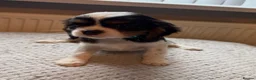 Cavalier King Charles Spaniel dogs for sale: Tri/ Blenheim Cavalier King Charles Puppies ready  - Advert 24
