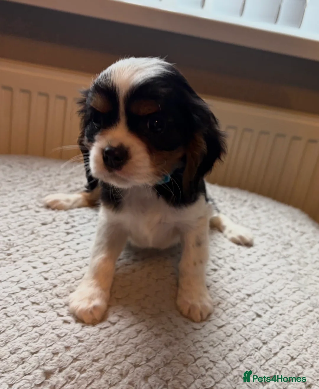 Cavalier King Charles Spaniel dogs for sale: Tri/ Blenheim Cavalier King Charles Puppies ready  - Advert 24