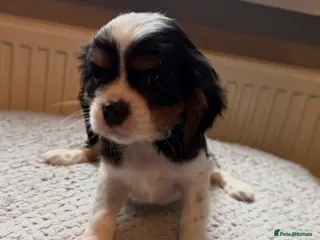 Cavalier King Charles Spaniel dogs Tri boy Cavalier King Charles spaniel puppies - Advert 2
