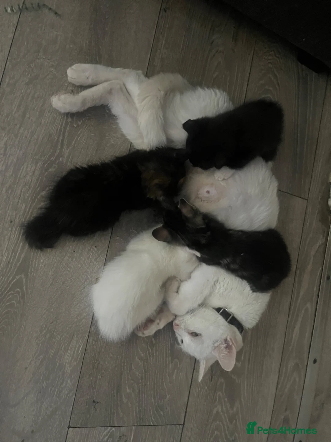 British Longhair cats for sale: Only 4 females  - Advert 1