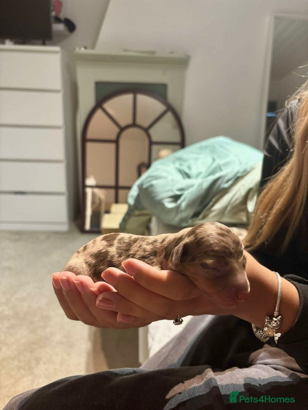 Dachshund dogs for sale: Beautiful Dachshund Puppies - Image 3