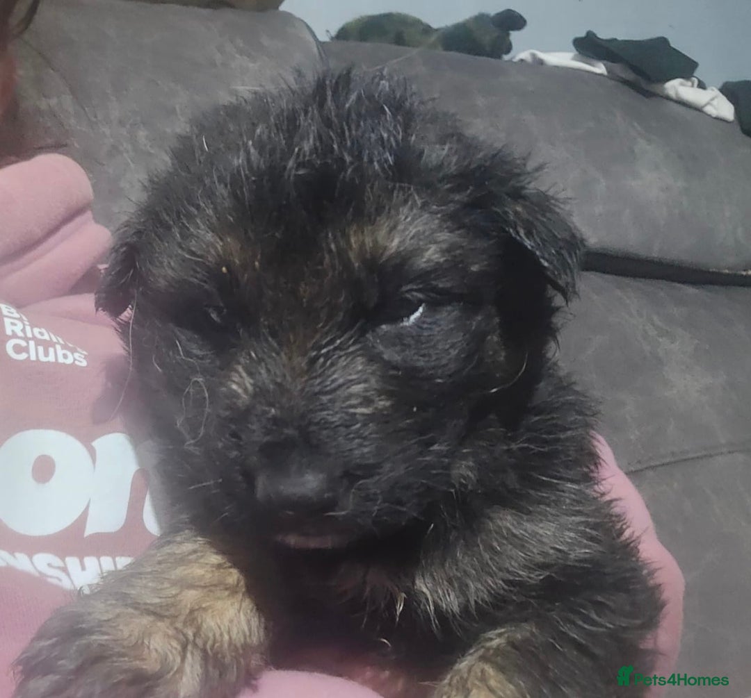 Shepsky dogs for sale: Shepsky puppies looking for forever home - Advert 6