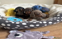 Dachshund dogs for sale: Stunning litter of Dachshund puppies 🌈🥰 - Image 8