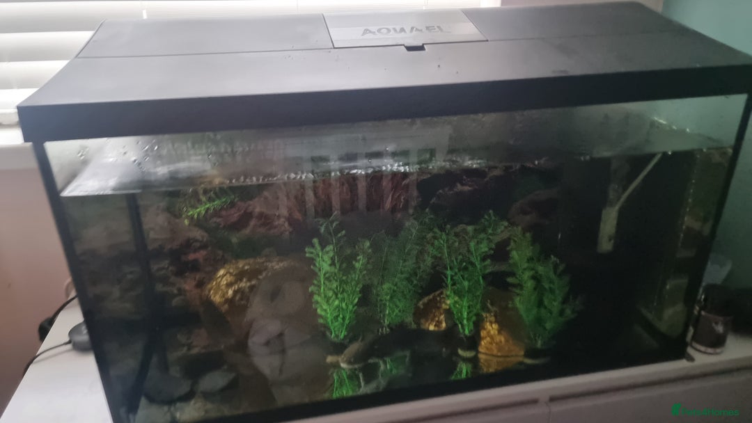 Axolotl reptiles for sale: Axolotl for Sale - Image 3