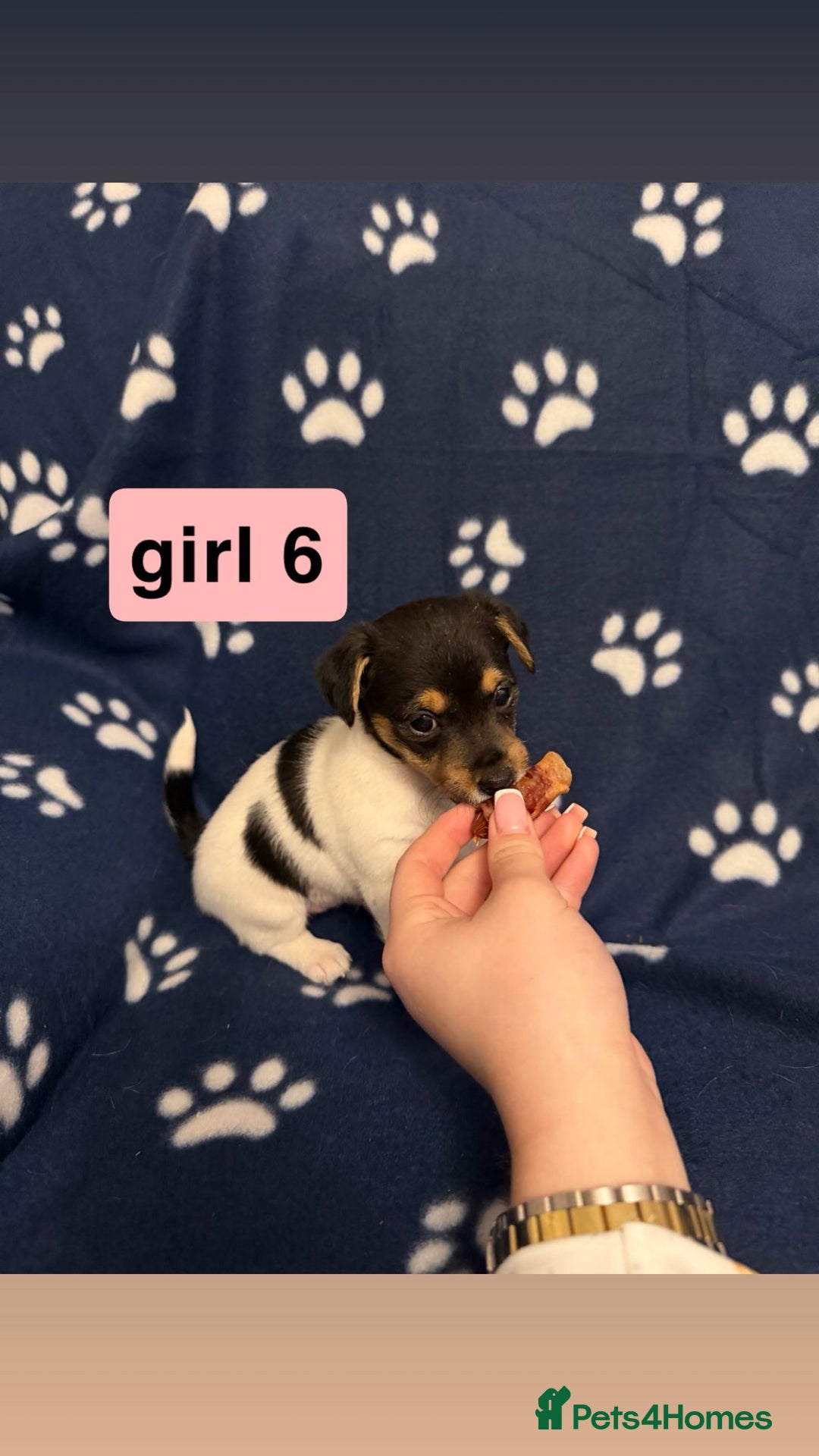 Jack Russell dogs for sale: Jack russel puppies - Advert 6