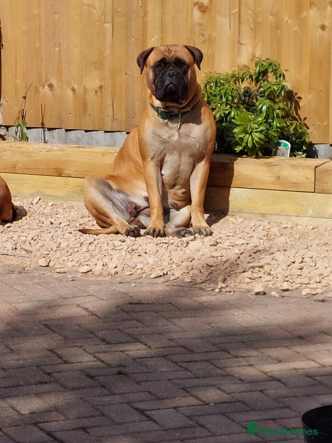 Bullmastiff dogs for sale: K.c registered Bullmastiff puppies  - Image 2