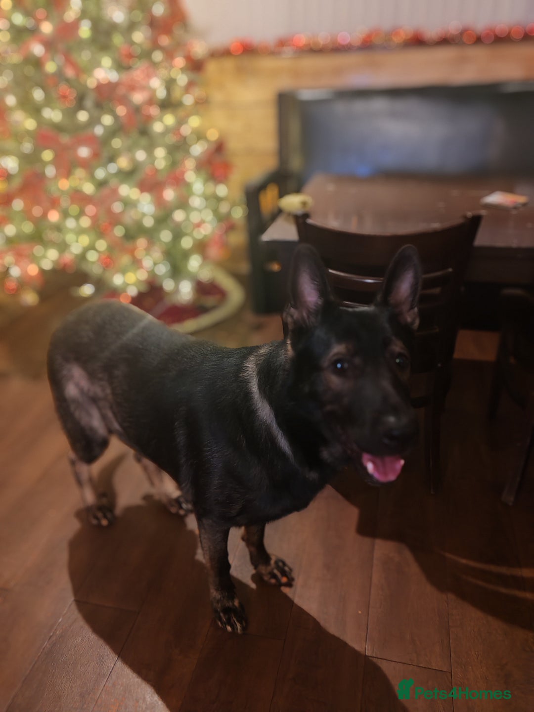 German Shepherd dogs for stud: KENSESQUI SIMBA (Simba) - Advert 16