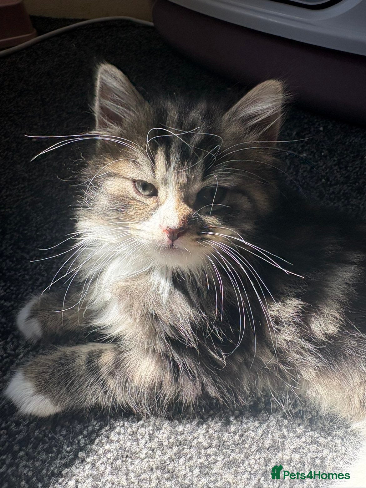 Mixed Breed cats for sale: Kittens in need of urgent homes  in Rotherham - Advert 10