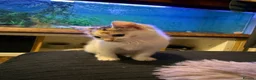 Domestic Shorthair cats for sale: Two beautiful rescue kittens - Advert 3