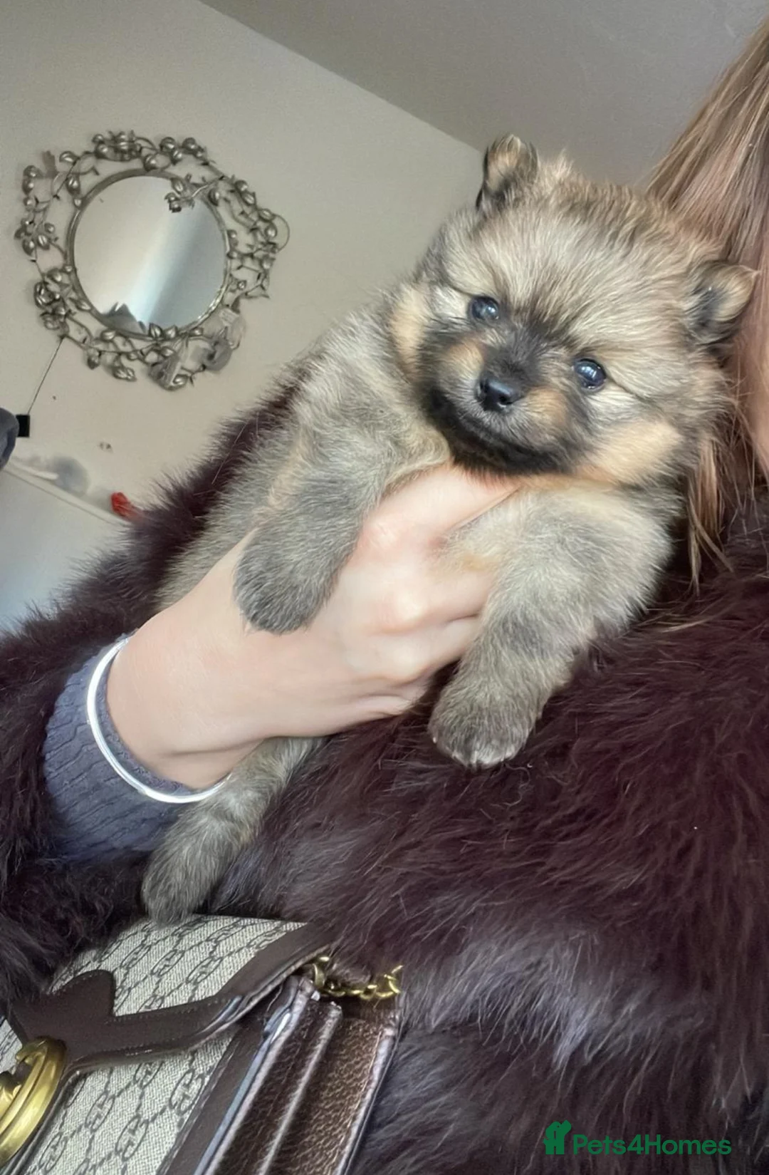 Pomeranian dogs for sale: Pomerian puppies  - Advert 5