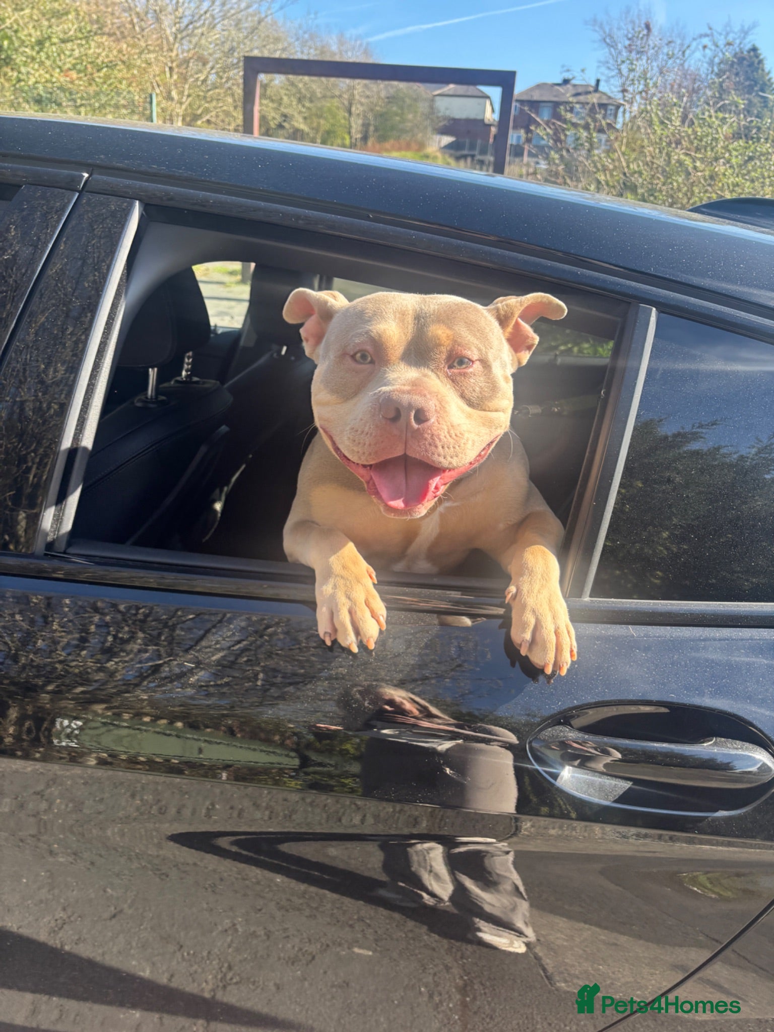 American Bully dogs 1 year old lilac tri male  - Advert 1