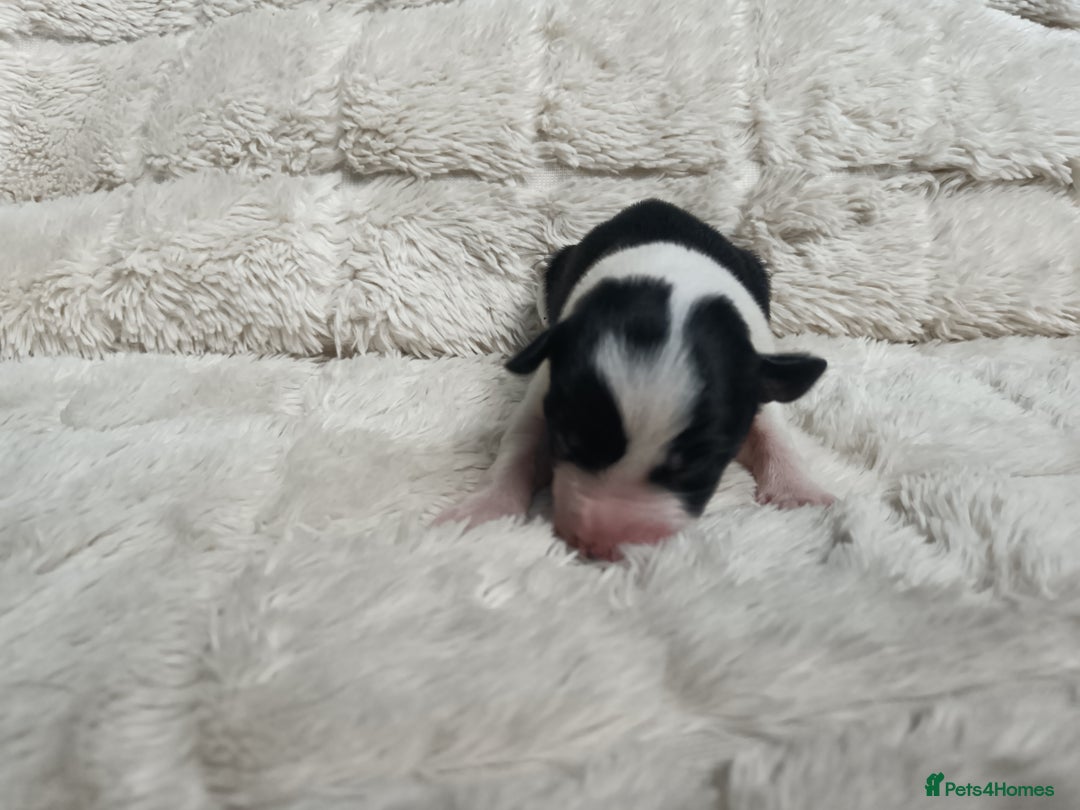Border Collie dogs for sale: Border collie puppies B/W  - Advert 9
