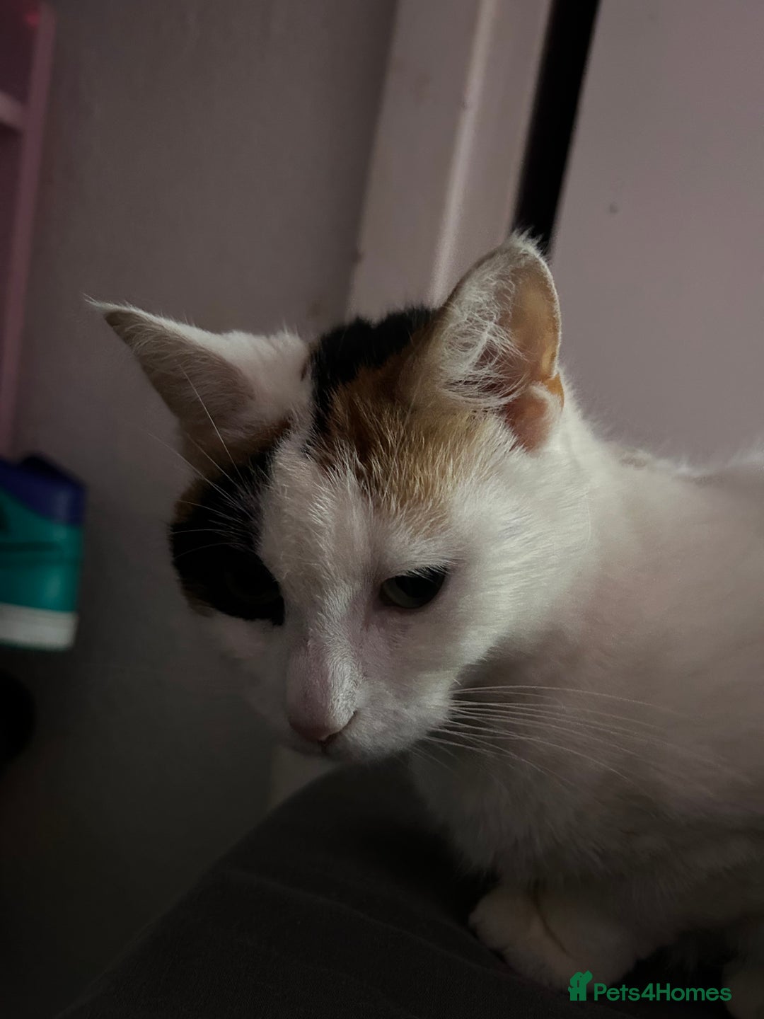 Domestic Shorthair cats for sale: Stella not microchipped - Image 5