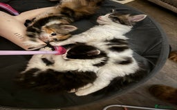 Mixed Breed cats for sale: 5 fluffy kittens  - Image 3