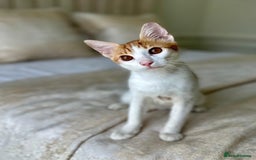 Arabian Mau cats for adoption: Male Kitten for Indoors Only Adoption - Image 6