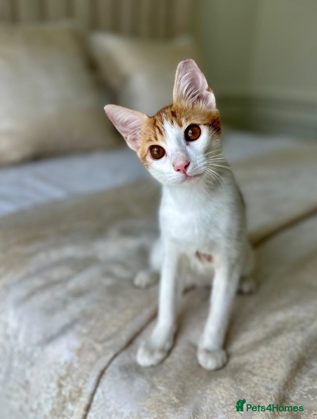 Arabian Mau cats for adoption: Male Kitten for Indoors Only Adoption - Image 6