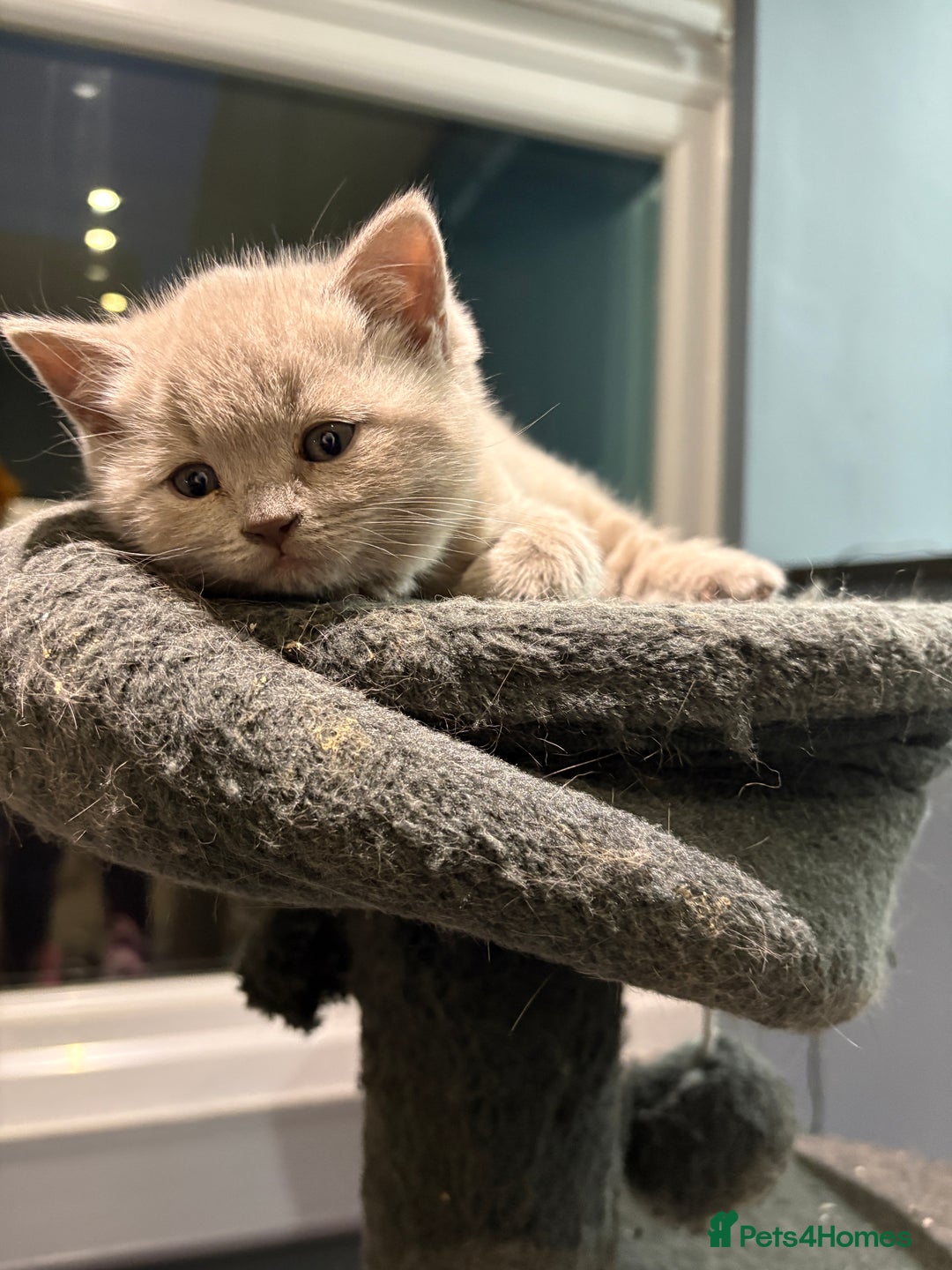 British Shorthair cats for sale: Beautiful British shorthair female  - Advert 9