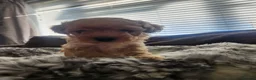Cavapoo dogs for sale: Cavapoo's with puppy package included - Advert 10
