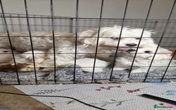 Maltese dogs for sale: ✨ Exquisite Maltese Puppies Available✨ - Advert 14