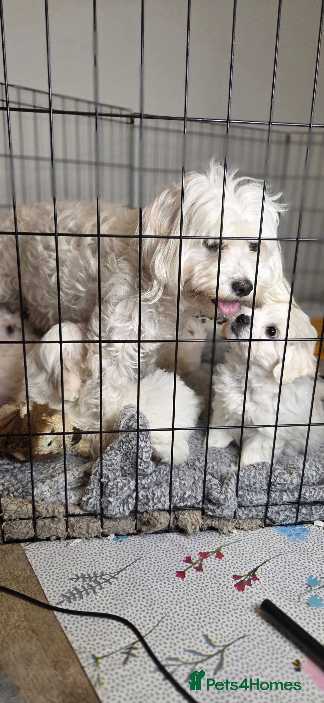 Maltese dogs for sale: ✨ Exquisite Maltese Puppies Available✨ - Advert 14