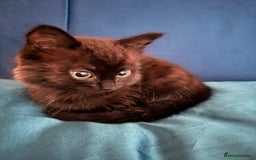 British Longhair cats for sale: Affectionate kitten for sale - Image 4