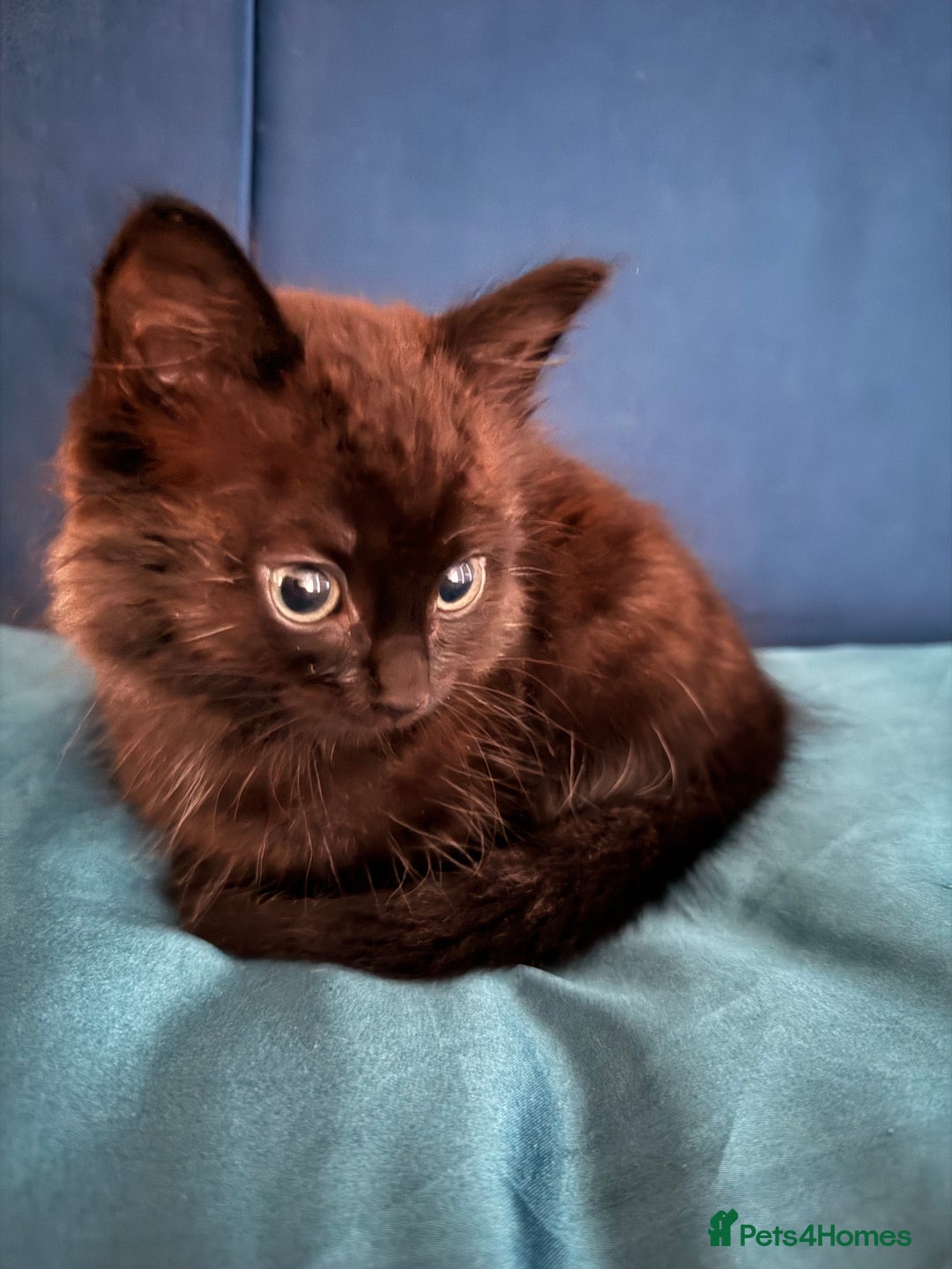 British Longhair cats for sale: Affectionate kitten for sale - Image 4