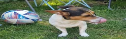 Jack Russell dogs for stud: Female jack russel looking for stud boy - Advert 2