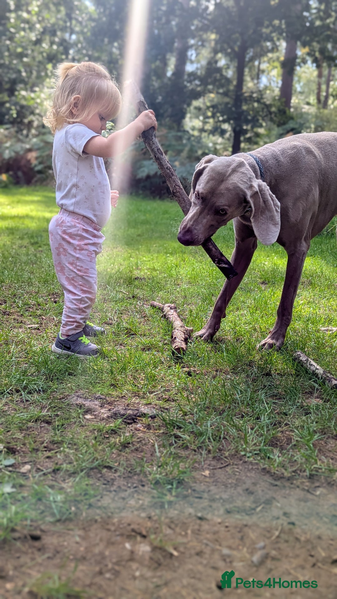 Weimaraner dogs for stud: Dog For Breeding  - Advert 3