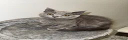 British Shorthair cats for sale: Beautiful– Lilac Folded-Ear Female & Grey Male - Advert 11