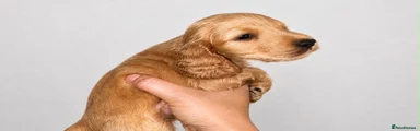 Cocker Spaniel 3