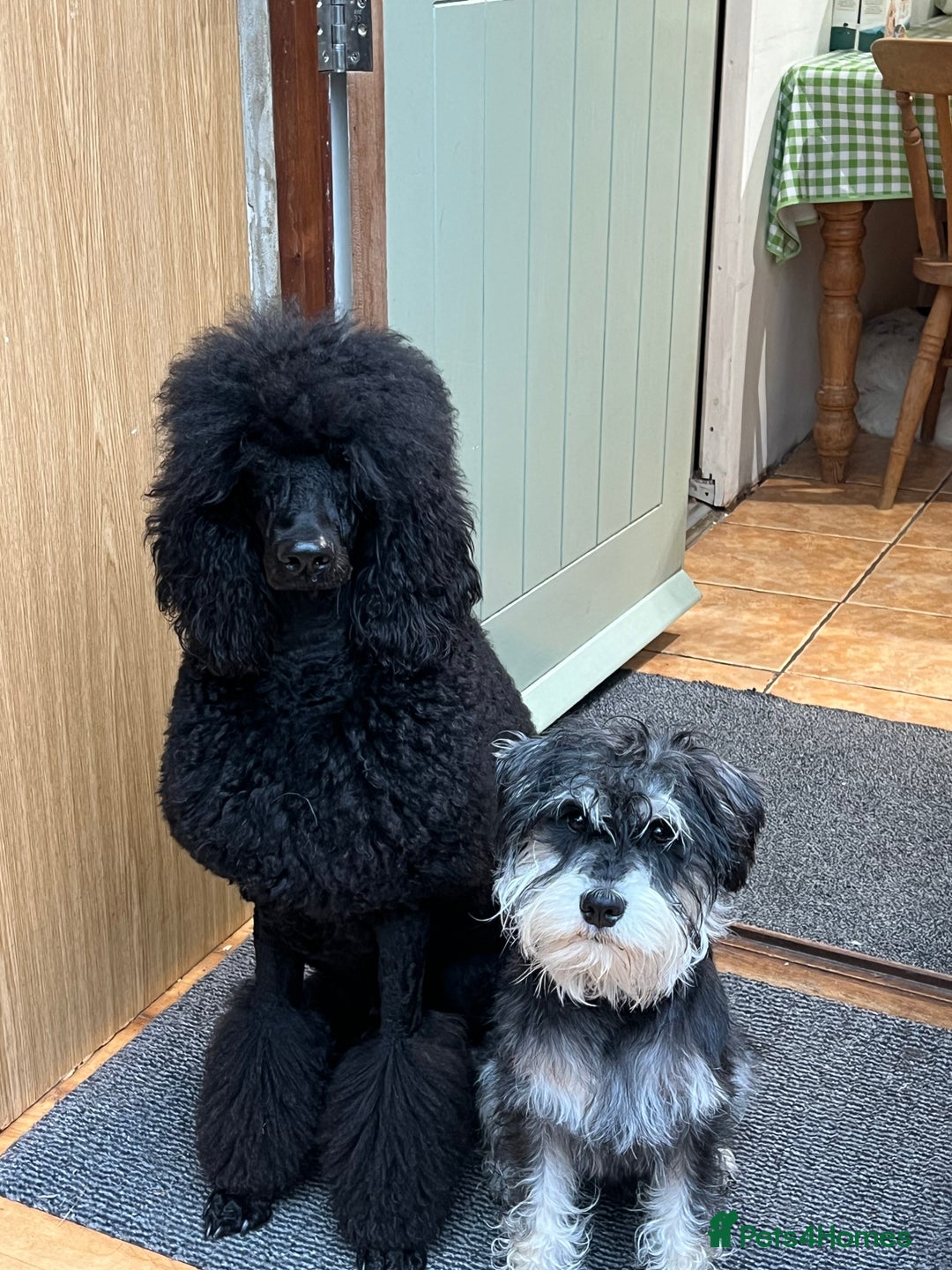 Miniature Schnauzer dogs for stud: Miniature Schnauzer stud - Advert 7