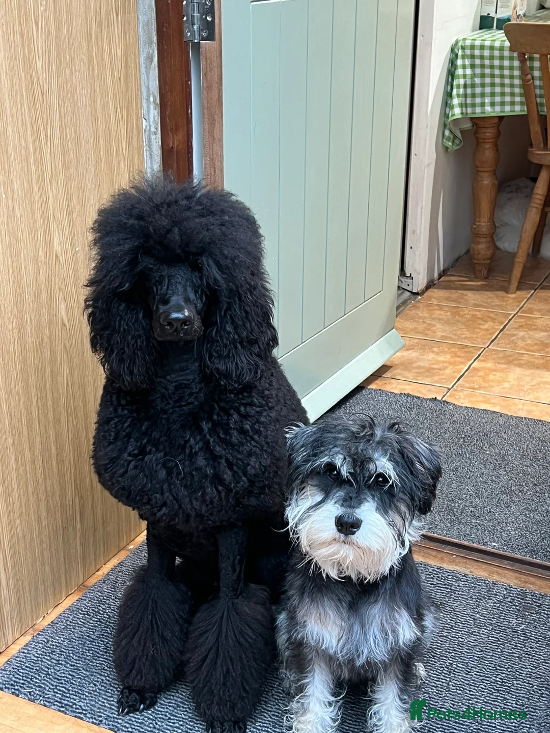 Miniature Schnauzer dogs for stud: Miniature Schnauzer stud - Advert 8