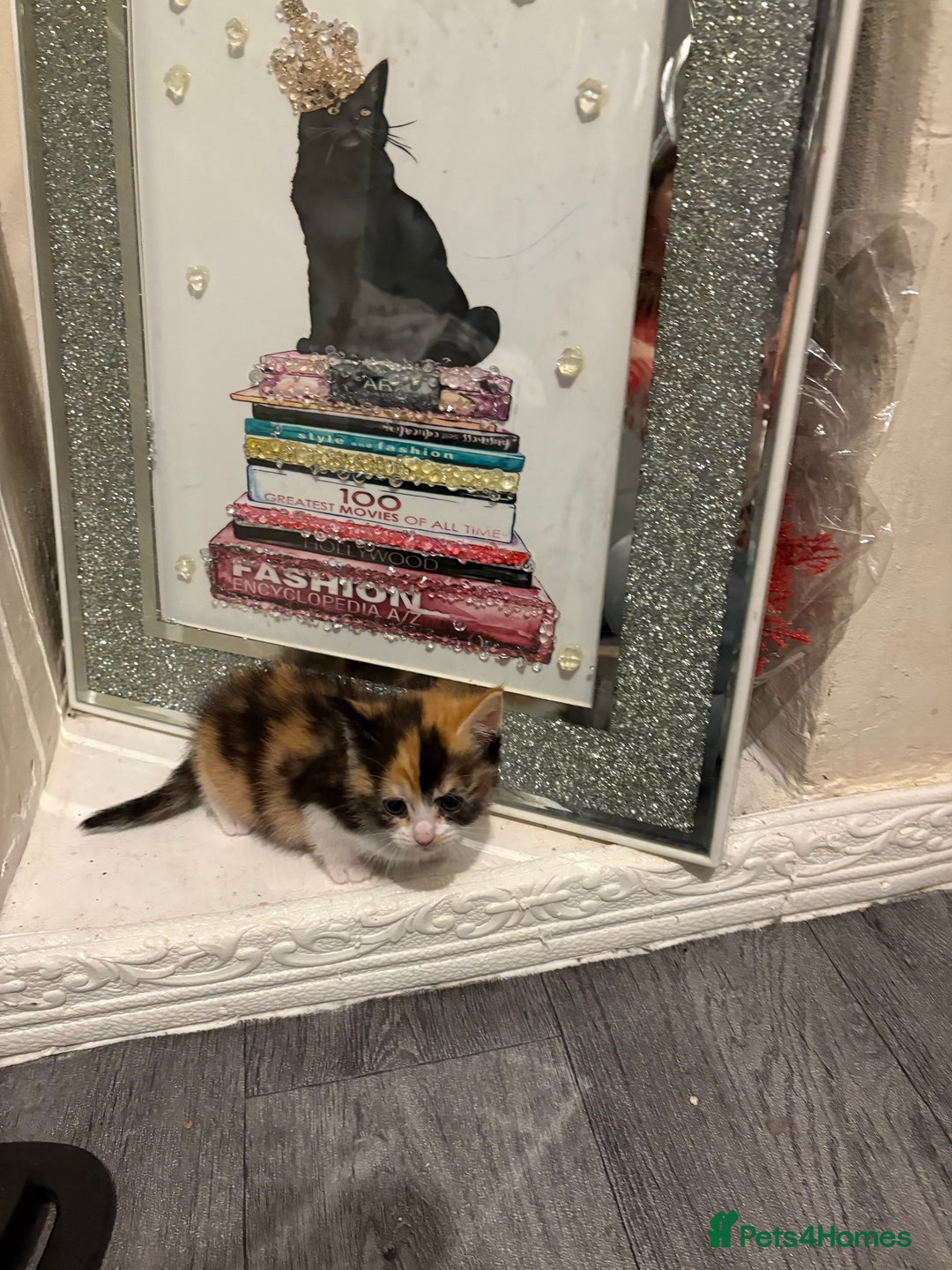 British Longhair cats for sale: british shorthair and longhair kittens for sale  - Advert 20