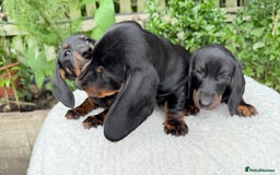 Miniature Dachshund dogs for sale: Miniature Dachshund - Image 3