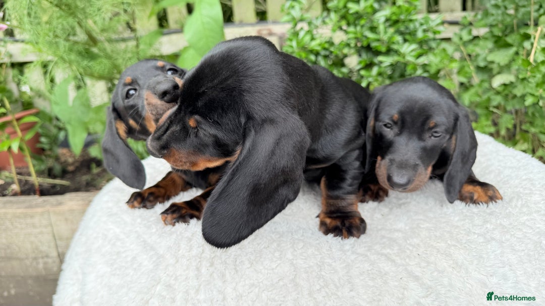 Miniature Dachshund dogs for sale: Miniature Dachshund - Image 3