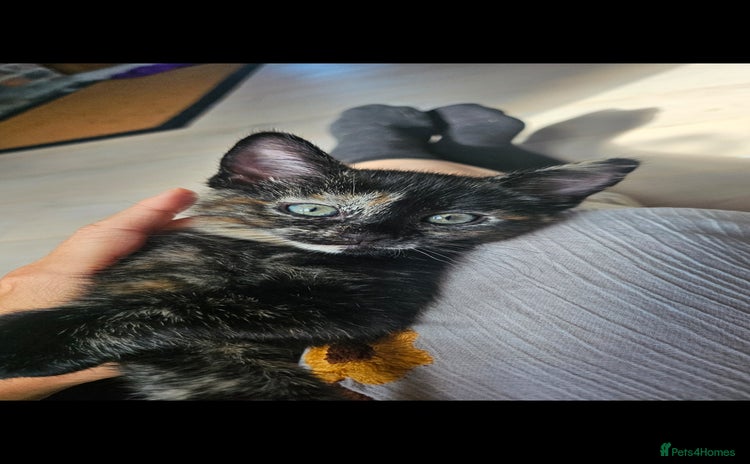 Mixed Breed cats - Advert 2
