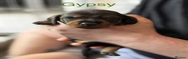 Gypsy 