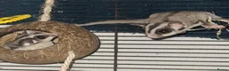 Sugar Glider rodents for sale: 2 Male Neutered Sugar Gliders   - Advert 2