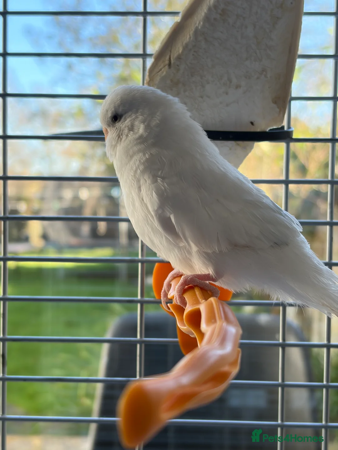 Budgerigars birds for sale: 2 young budgies and their mother for sale - Advert 5