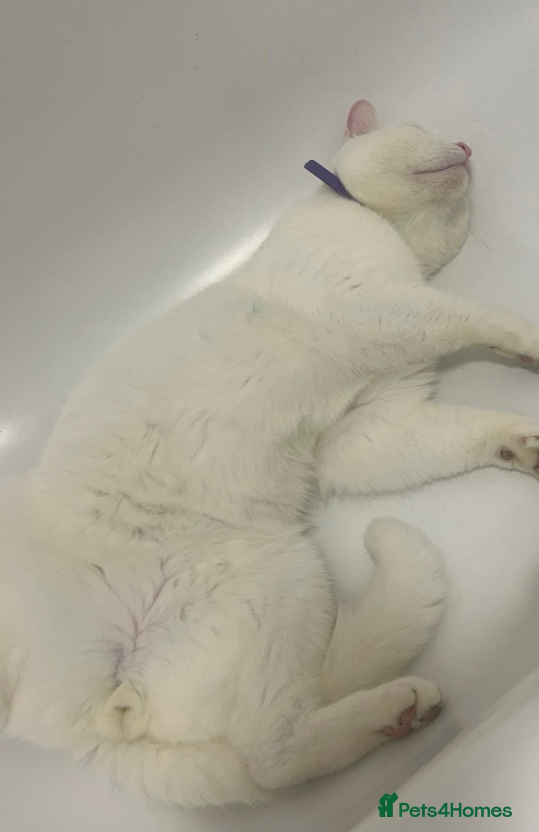 British Longhair cats for sale: White male cat  - Image 11