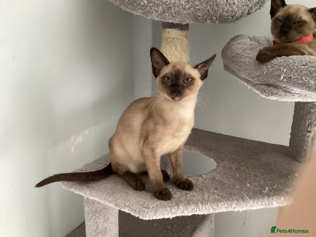 Burmese cats for sale: Burmese x Siamese, registered GCCF Tonkinese. - Image 1