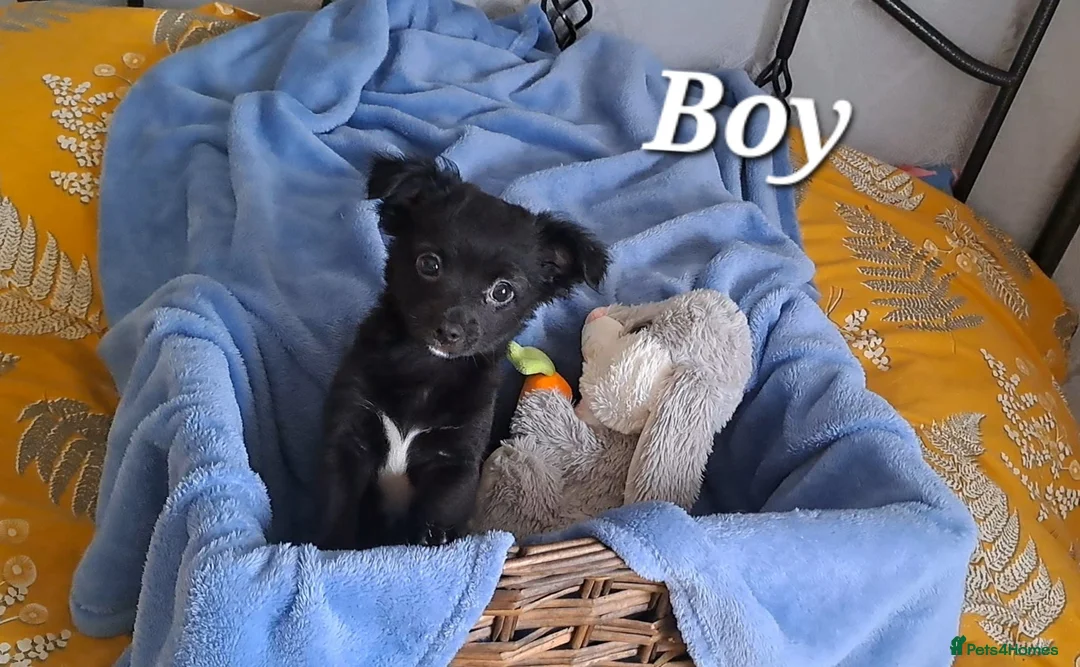 Chihuahua dogs for sale: 10 week old male long coat chihuahua pup - Advert 1