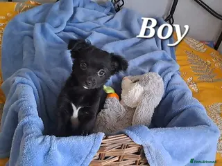 Chihuahua dogs Meet 'Bertie' 10wk old male chihuahua pup - Advert 9