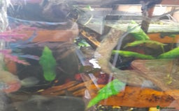 Gecko reptiles for sale: Geckos Fish Frogs full setups - Image 17