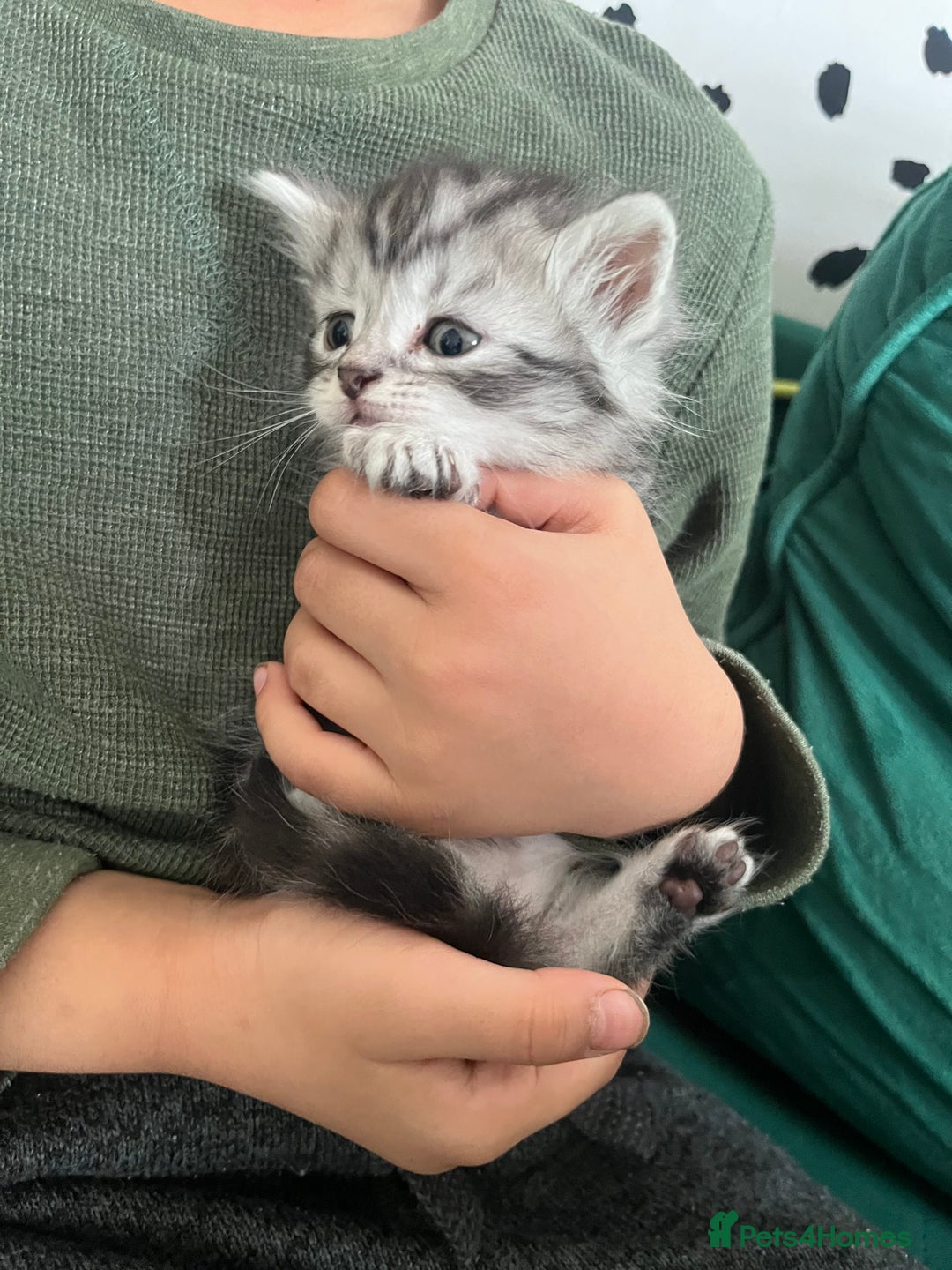 Mixed Breed cats for sale: British longhair cross kittens  - Image 20