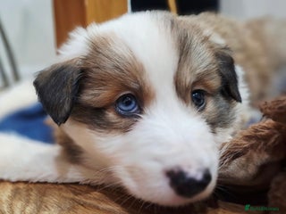 Border Collie dogs **Rare sable and white Border Collie puppies.** - Advert 9