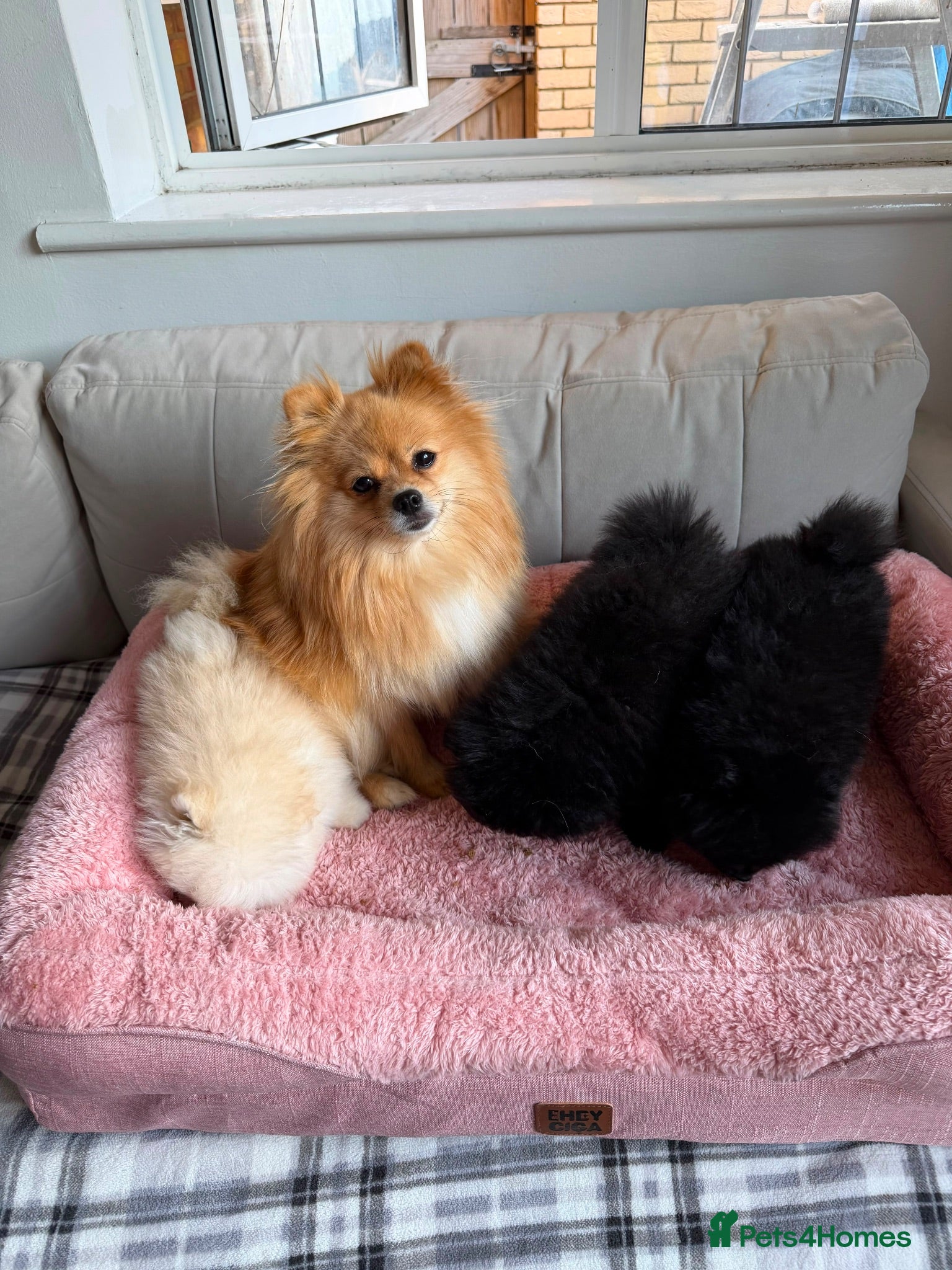 Pomeranian dogs Beautiful Pomeranian Puppies - Advert 1