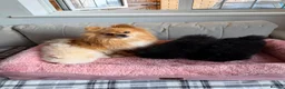 Pomeranian dogs for sale: Beautiful Pomeranian Puppies - Advert 1
