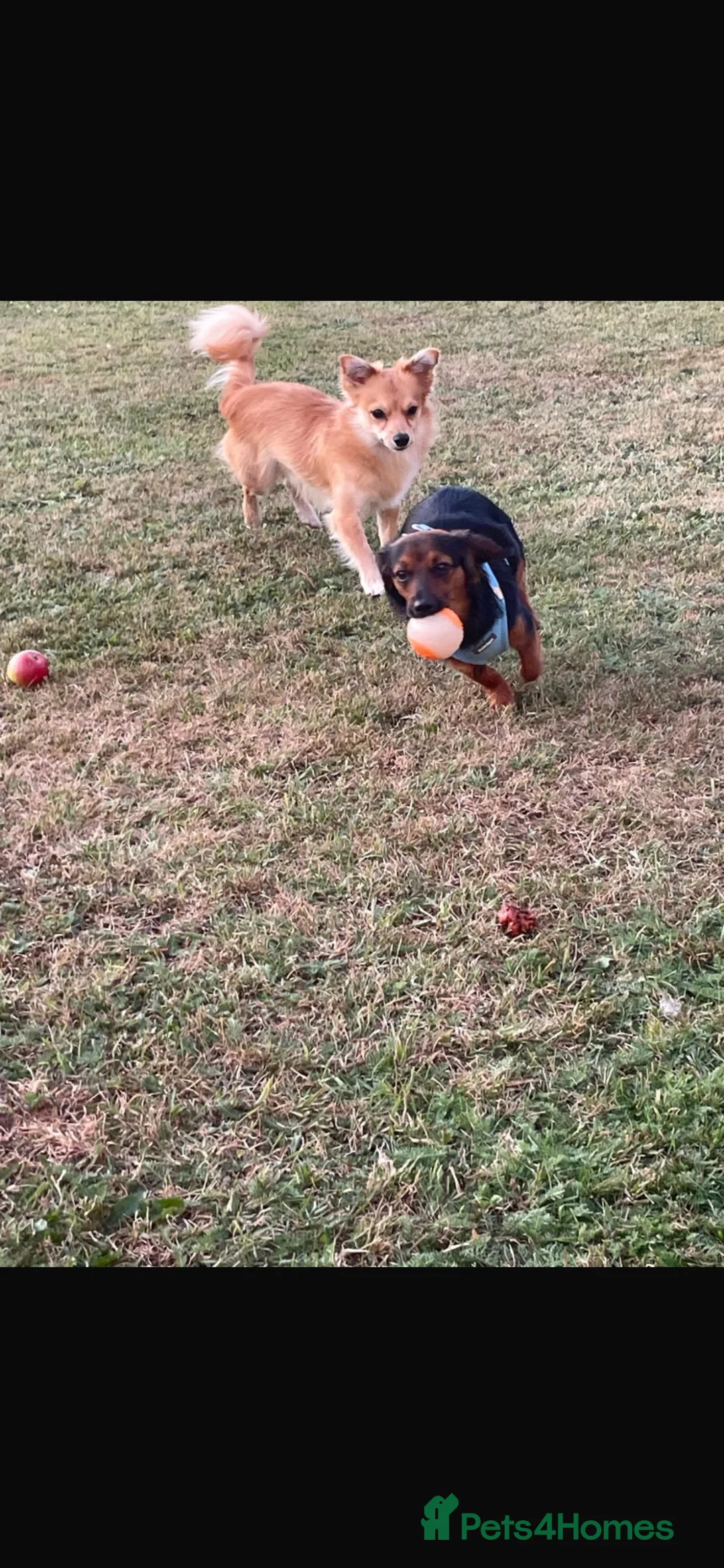 Mixed Breed dogs for sale: Beautiful dachshund cross🩷 - Advert 2