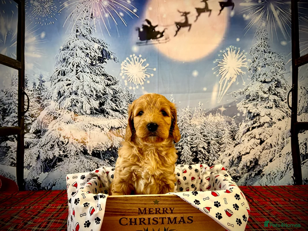 Double Doodle dogs for stud: Australian Double Doodle Stud in Swadlincote - Advert 13